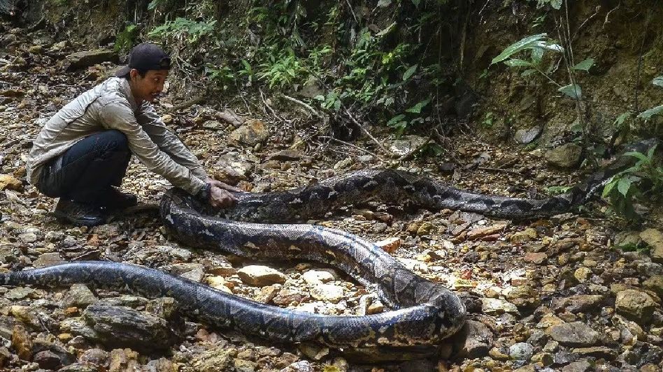 Indonesia: Mother of five, killed and eaten by python Indonesia: Mother of five, killed and eaten by python