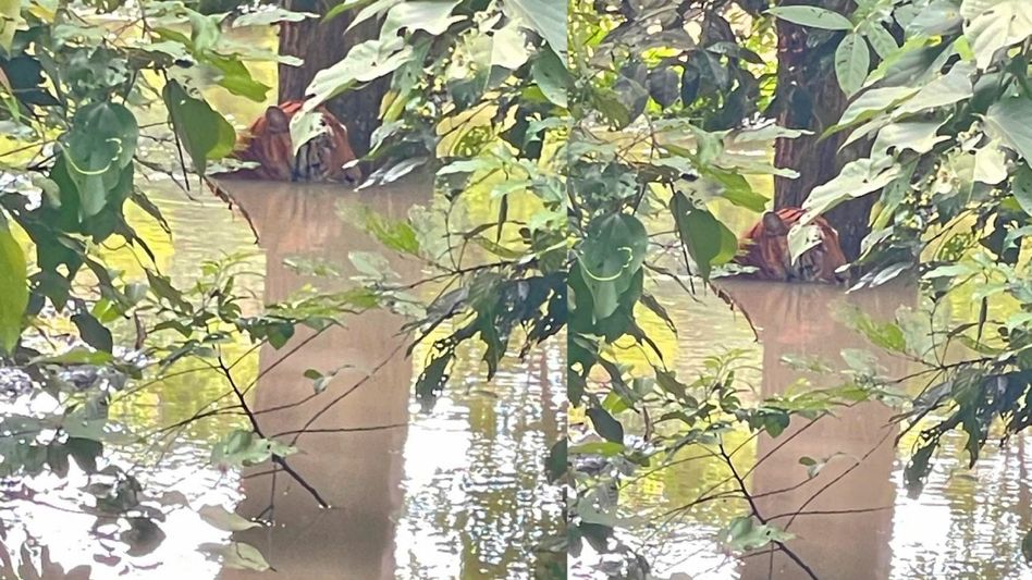 Assam: 11 animals drown in Kaziranga National Park due to flood - Assam: 11 animals drown in Kaziranga National Park due to flood -