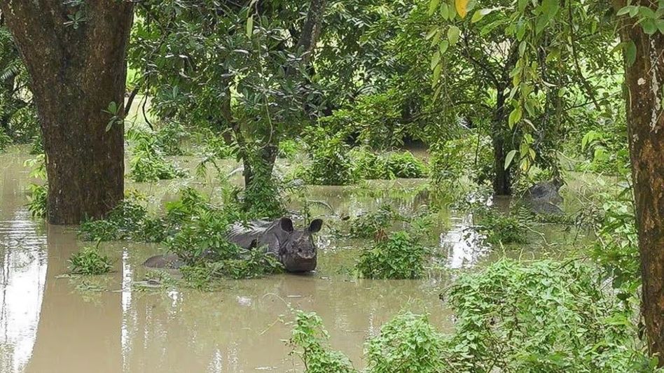 Assam floods: 17 animals drown, 72 rescued in Kaziranga National Park Assam floods: 17 animals drown, 72 rescued in Kaziranga National Park