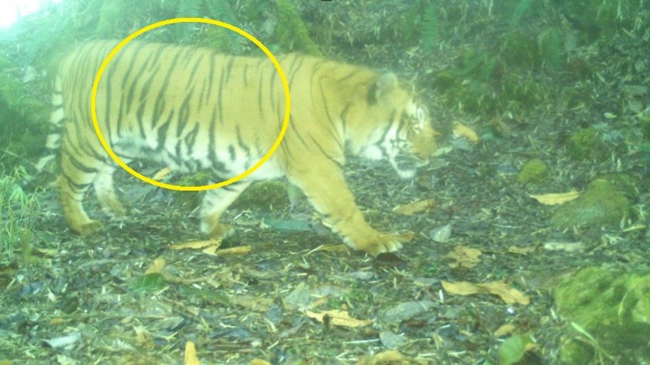 Tigers move from Sikkim's Pangolakha Wildlife Sanctuary to Bhutan, camera trap snap them Tigers move from Sikkim's Pangolakha Wildlife Sanctuary to Bhutan, camera trap snap them
