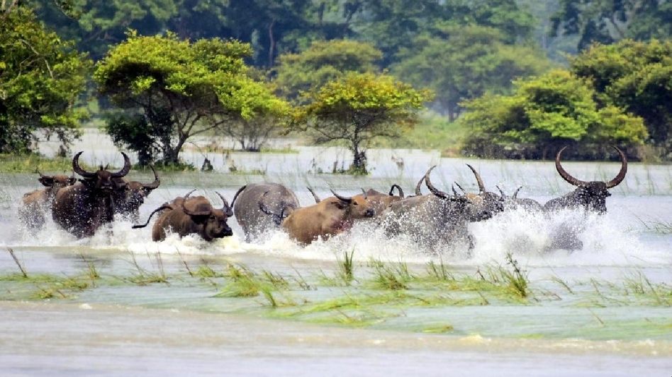Assam flood: New traffic regulations announced for Kaziranga National Park to ensure wildlife safety Assam flood: New traffic regulations announced for Kaziranga National Park to ensure wildlife safety