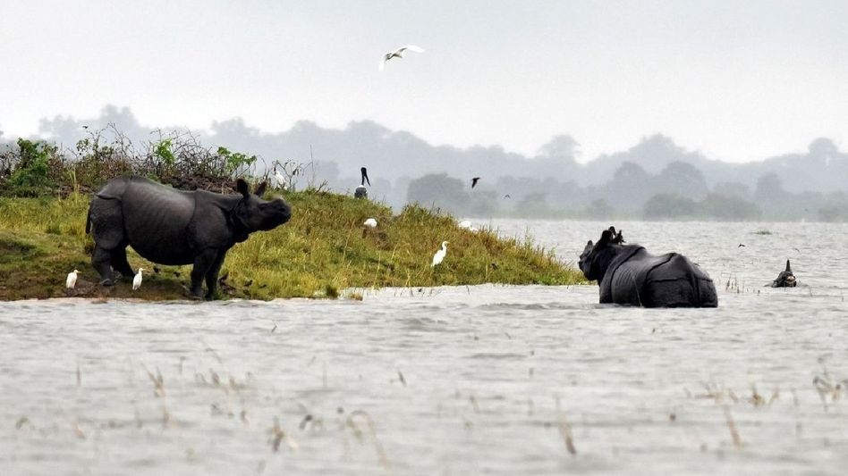 Assam: Kaziranga National Park deploys drones and boats for wildlife monitoring amid floods Assam: Kaziranga National Park deploys drones and boats for wildlife monitoring amid floods