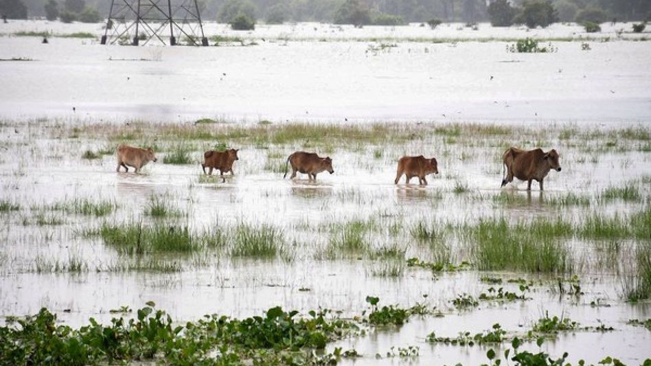 Assam floods: 92 animals dead, 95 rescued in Kaziranga National Park Assam floods: 92 animals dead, 95 rescued in Kaziranga National Park