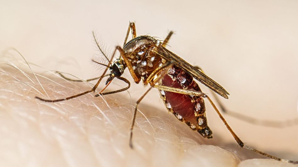 Karnataka reports over 7,000 dengue cases, Bengaluru worst-hit Karnataka reports over 7,000 dengue cases, Bengaluru worst-hit