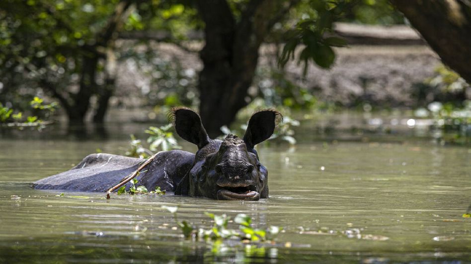 Assam's flood fury claim lives of 129 animals in Kaziranga National Park Assam's flood fury claim lives of 129 animals in Kaziranga National Park