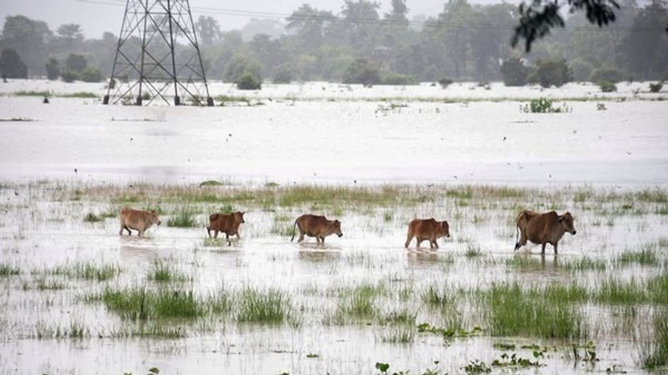 Kaziranga floods claim 131 wild animals, including six rhinos Kaziranga floods claim 131 wild animals, including six rhinos