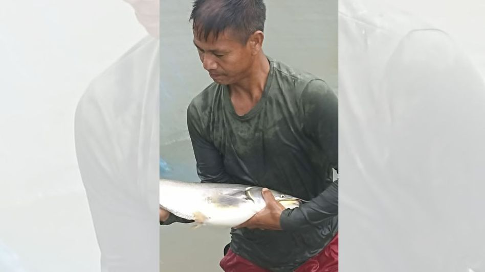 Manipur fish farmer makes history in Sareng breeding using indigenous and scientific techniques Manipur fish farmer makes history in Sareng breeding using indigenous and scientific techniques