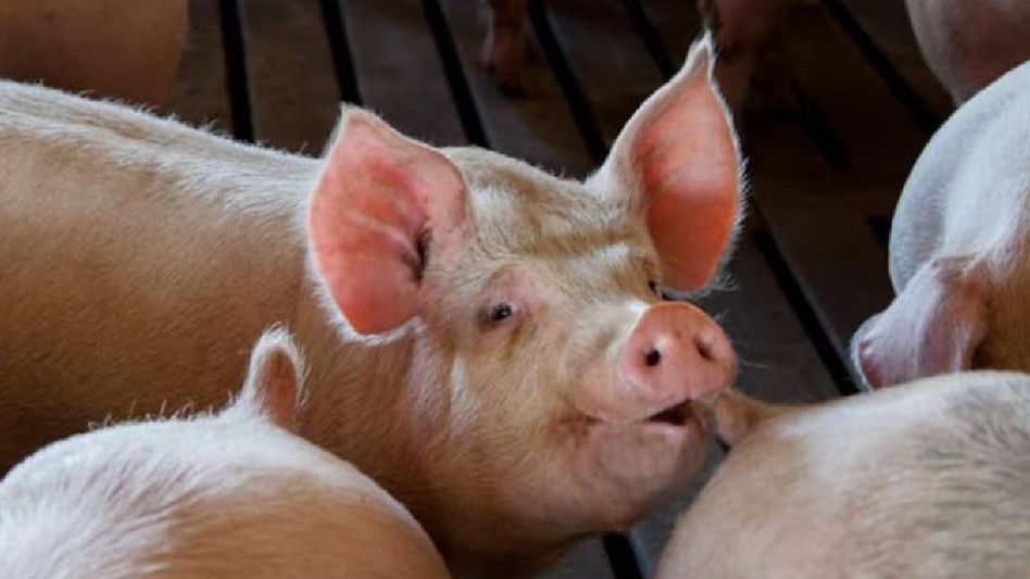African Swine Fever claims 5,321 swine deaths as of July 9, Mamit district worst affected African Swine Fever claims 5,321 swine deaths as of July 9, Mamit district worst affected