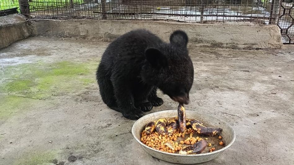 Arunachal: 4-month-old Asiatic bear cub rescued and rehabilitated Arunachal: 4-month-old Asiatic bear cub rescued and rehabilitated