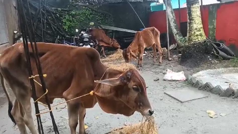 Assam: Dhubri Police seize smuggled cattle in major operation Assam: Dhubri Police seize smuggled cattle in major operation