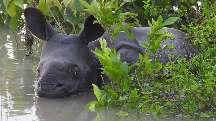 Assam: Devastating floods hit Kaziranga National Park, claim lives of 10 Rhinos and 174 animals