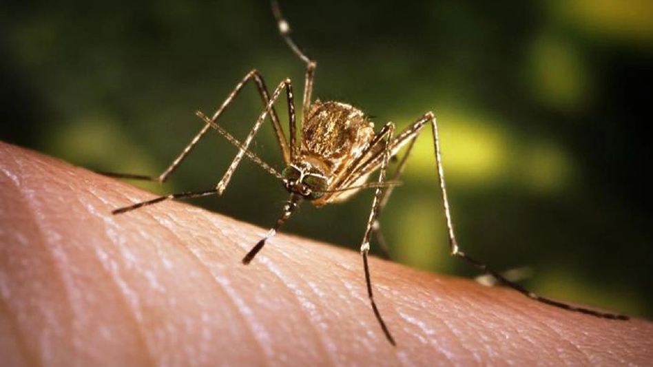 Assam: 37-year old man dies of Japanese Encephalitis in Tinsukia's Jagun Assam: 37-year old man dies of Japanese Encephalitis in Tinsukia's Jagun