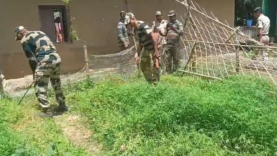 Border Security Force destroy illegal cannabis nursery in Nirbhaypur village Border Security Force destroy illegal cannabis nursery in Nirbhaypur village