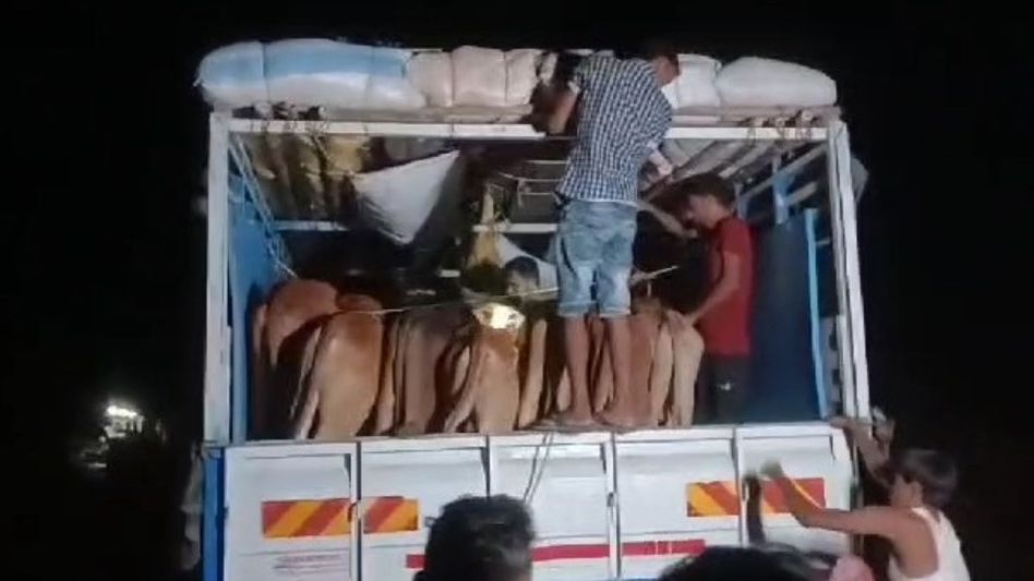 Dhubri Police seize vehicle loaded with smuggled cattle at Assam-Bengal border, 4 arrested Dhubri Police seize vehicle loaded with smuggled cattle at Assam-Bengal border, 4 arrested