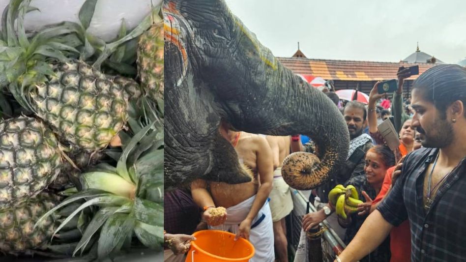 Union Minister Suresh Gopi thanks Tripura CM for timely delivery of queen pineapples to Kerala Union Minister Suresh Gopi thanks Tripura CM for timely delivery of queen pineapples to Kerala