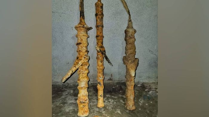 Assam: Century old Swivel cannon unearthed in Dhubri
