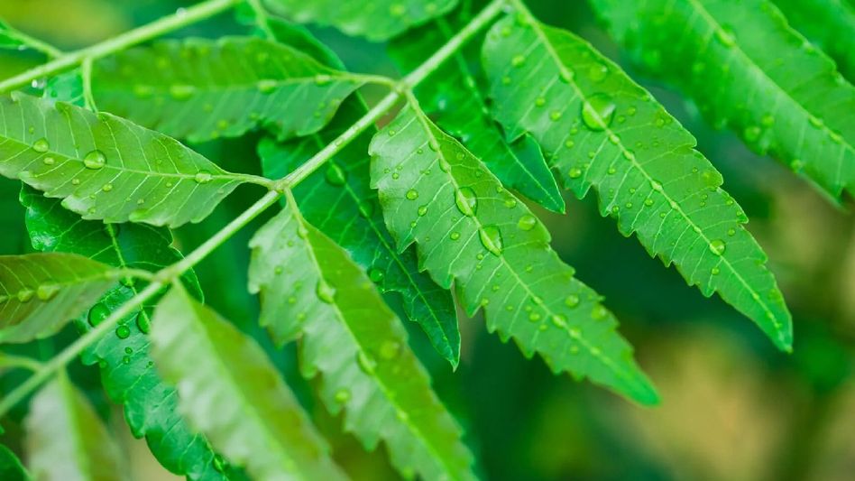 The Bitter Truth: The Health Risks of Consuming Excessive Neem Leaves The Bitter Truth: The Health Risks of Consuming Excessive Neem Leaves