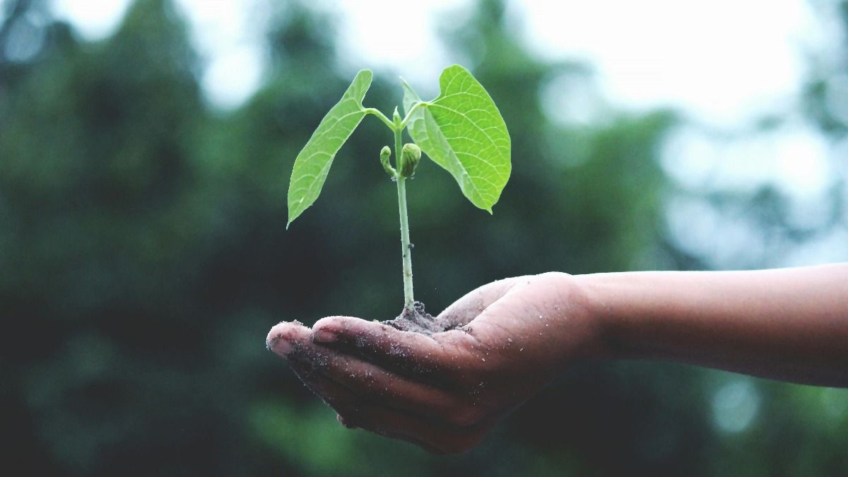 Assam launches second Amrit Brikshya Andolan with enhanced digital features