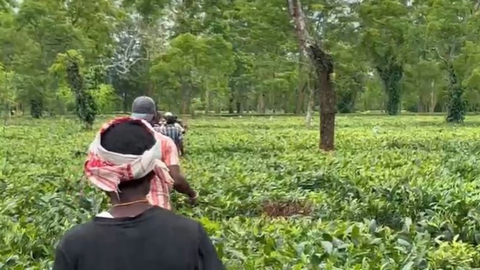 Tiger scare grips Assam's Bokakhat tea garden workers Tiger scare grips Assam's Bokakhat tea garden workers
