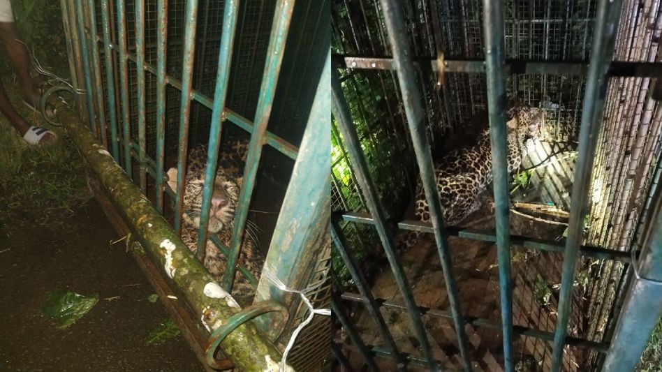 Assam: Leopard captured, caged by forest department in Charaideo's Lakuwa Assam: Leopard captured, caged by forest department in Charaideo's Lakuwa