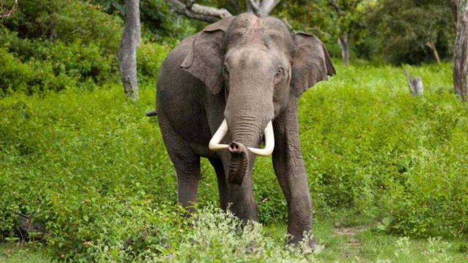 Assam forest department probing death of elephant on Numaligarh refinery premises Assam forest department probing death of elephant on Numaligarh refinery premises