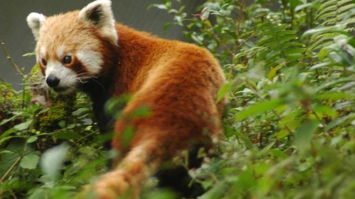 Assam Rifles rescues endangered wildlife in Manipur