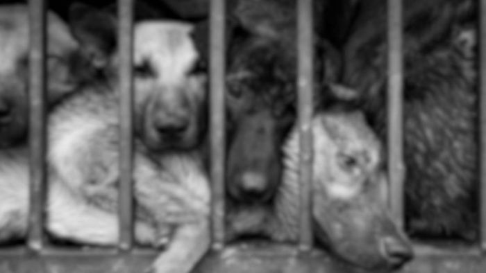 Dog meat allegedly sold as mutton in Bengaluru; FSSAI orders inquiry