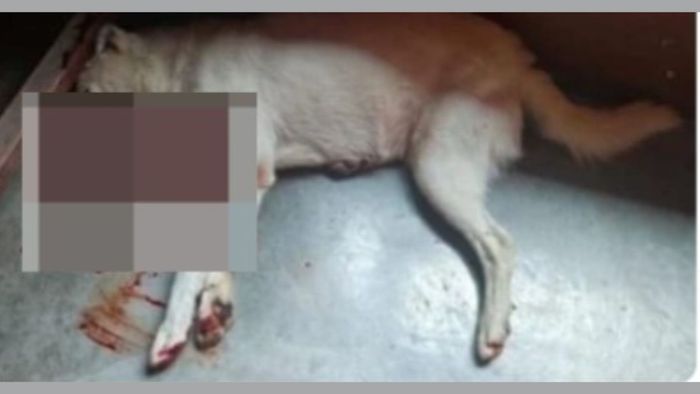 Sikkim activists petition for stray animal protection after dog shooting