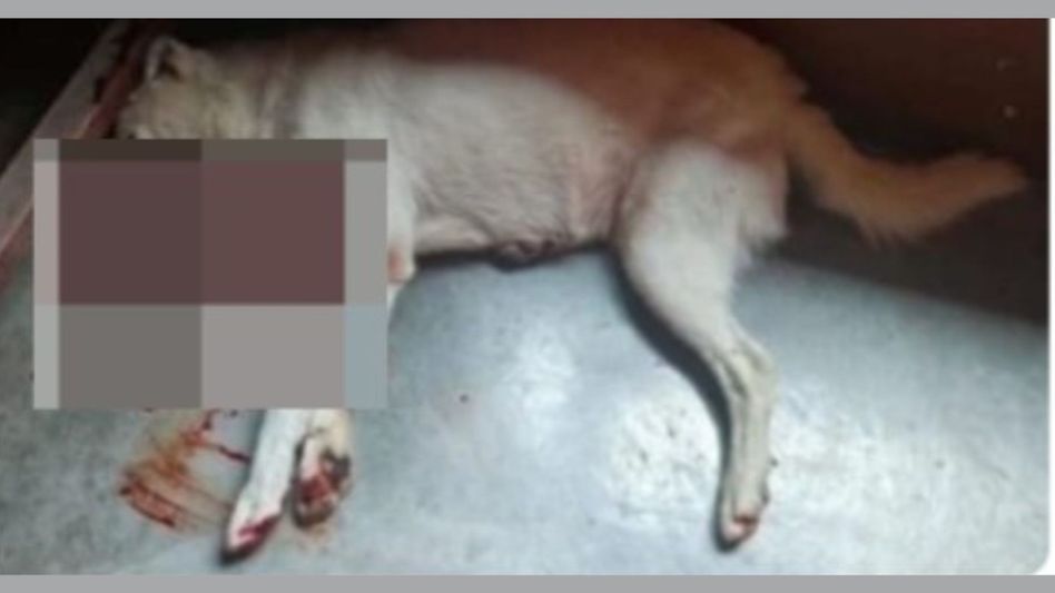 Sikkim activists petition for stray animal protection after dog shooting Sikkim activists petition for stray animal protection after dog shooting