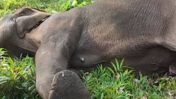 Assam: Wild elephant found dead on Nagaon-Karbi Anglong border