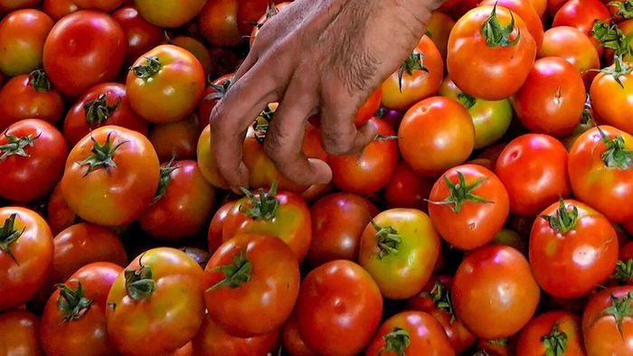 Government launches subsidised tomato sale in Delhi-NCR amid price surge