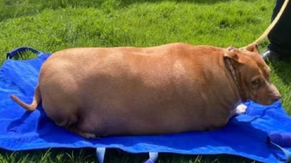 New Zealand woman jailed after overweight dog's death New Zealand woman jailed after overweight dog's death