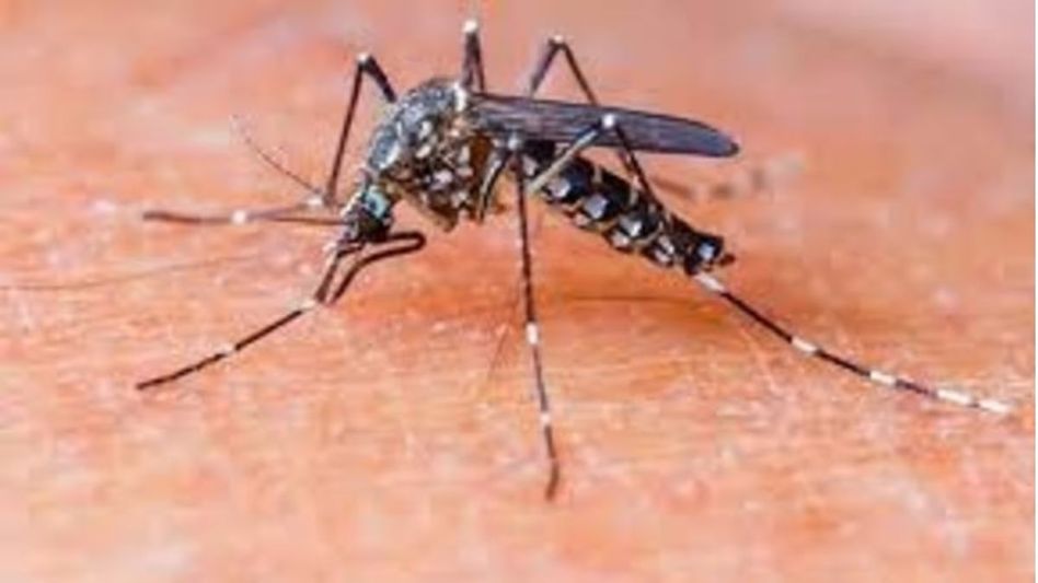 Assam battles rising Japanese Encephalitis cases: 22 deaths reported at GMCH since April 2024 Assam battles rising Japanese Encephalitis cases: 22 deaths reported at GMCH since April 2024