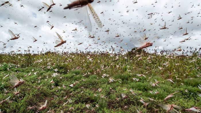 Nagaland: Locust infestation prompts immediate survey by agriculture department in Mon