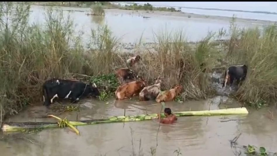 Assam: BSF foils smuggling of cattle in Indo-Bangladesh border Assam: BSF foils smuggling of cattle in Indo-Bangladesh border