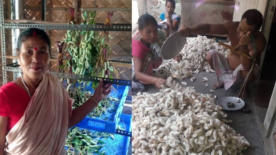 Assam: Eri culture brings new hope for sustainable economy in Nalbari Assam: Eri culture brings new hope for sustainable economy in Nalbari