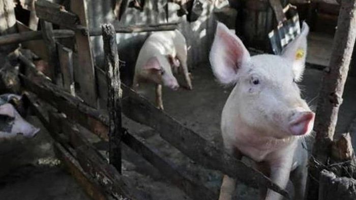 Mizoram: Over 16,000 pigs culled amid ongoing African Swine Fever outbreak