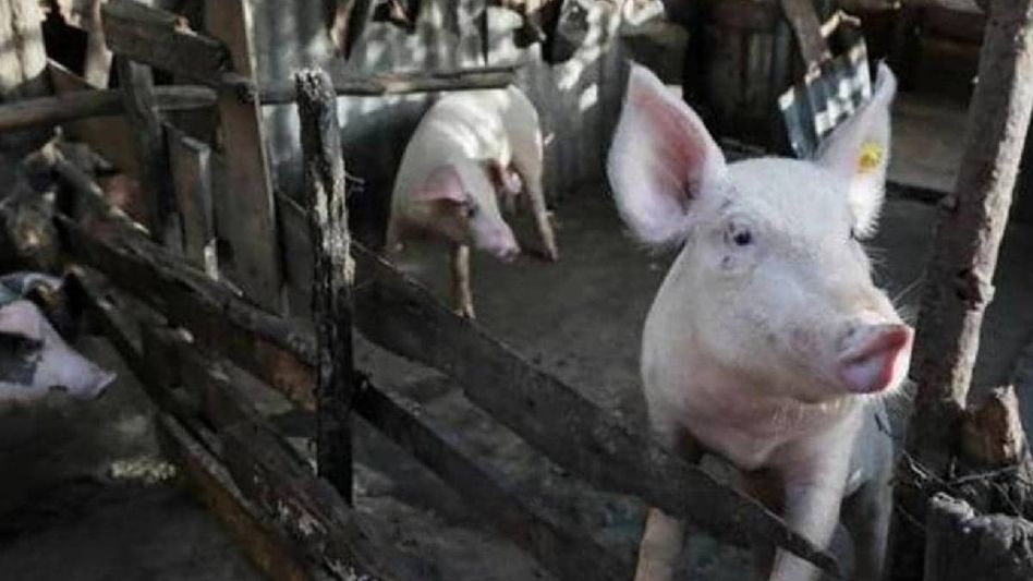 Mizoram: Over 16,000 pigs culled amid ongoing African Swine Fever outbreak Mizoram: Over 16,000 pigs culled amid ongoing African Swine Fever outbreak