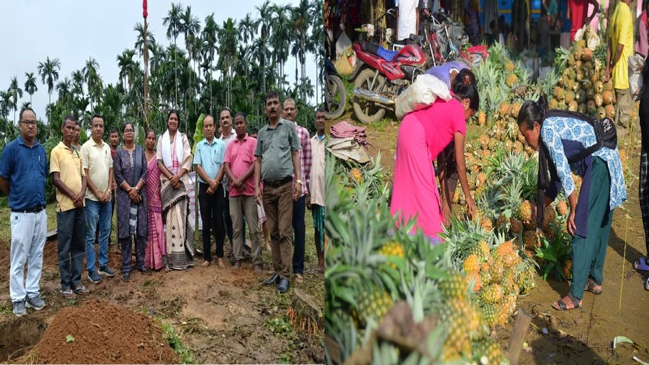 New pineapple processing unit promises economic boost for Boko farmers New pineapple processing unit promises economic boost for Boko farmers