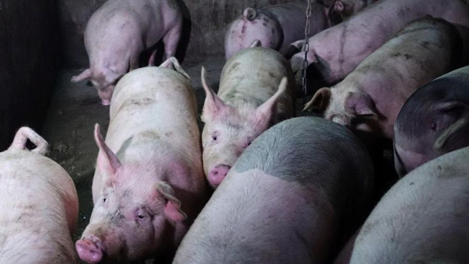 Mizoram faces severe African Swine Fever outbreak with 16841 pigs dead since January Mizoram faces severe African Swine Fever outbreak with 16841 pigs dead since January