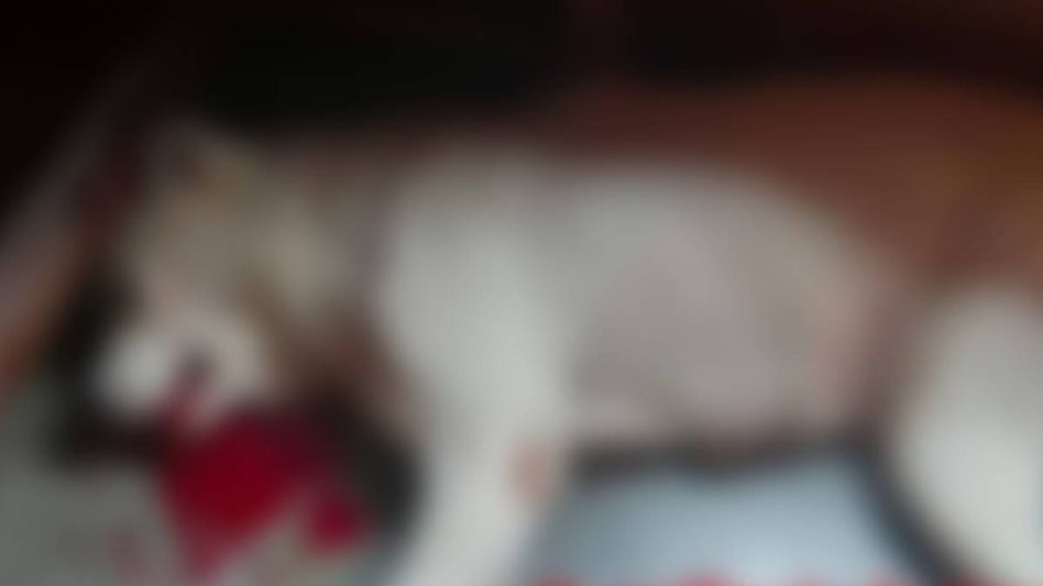 Sikkim: Rally to protest shooting of stray dog set for tomorrow Sikkim: Rally to protest shooting of stray dog set for tomorrow