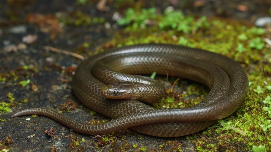 New snake species discovered in Mizoram named after the state New snake species discovered in Mizoram named after the state