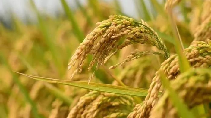 Assam's AgriStack targets farmers, farmlands and crops to boost agriculture