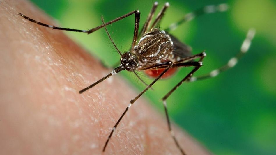 Nagaland: No Dengue surge in Dimapur, Chief Medical Officer assures public Nagaland: No Dengue surge in Dimapur, Chief Medical Officer assures public