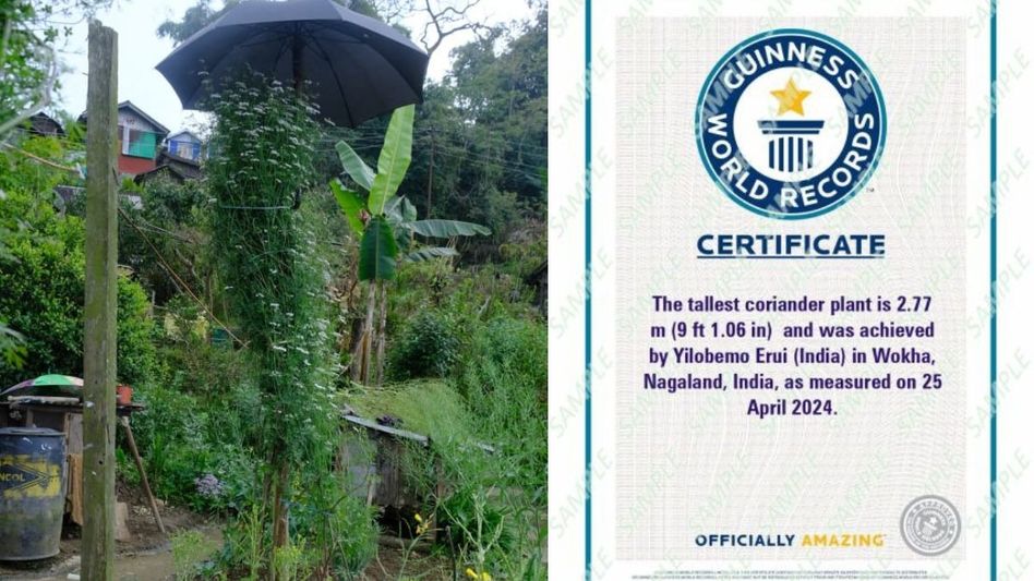 Nagaland: Wokha farmer sets Guinness World Record for tallest coriander plant Nagaland: Wokha farmer sets Guinness World Record for tallest coriander plant