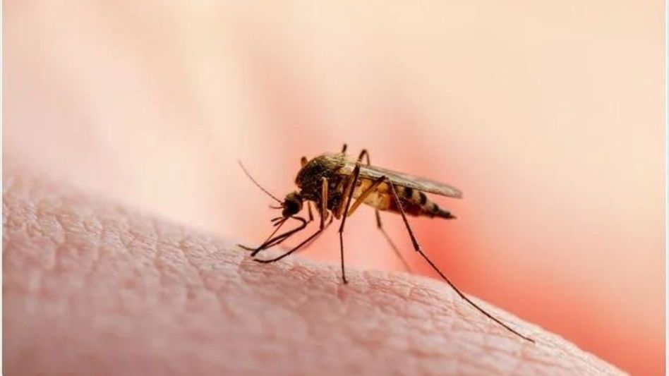 5 malaria deaths in Mizoram since January 5 malaria deaths in Mizoram since January