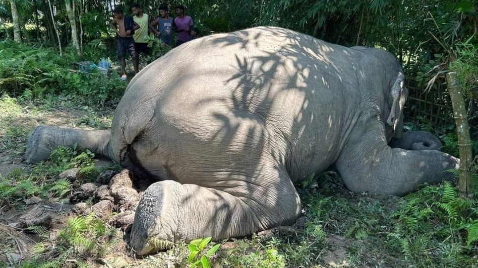 Assam: Concerns rise as another wild elephant dies in Digboi village Assam: Concerns rise as another wild elephant dies in Digboi village