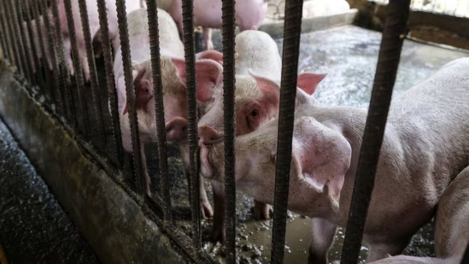 Mizoram pig farmers suffer Rs 800 crore loss amid African Swine fever outbreak Mizoram pig farmers suffer Rs 800 crore loss amid African Swine fever outbreak