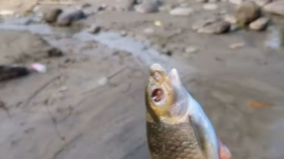 Arunachal issues advisory against consuming fish from Papum and Poma rivers Arunachal issues advisory against consuming fish from Papum and Poma rivers