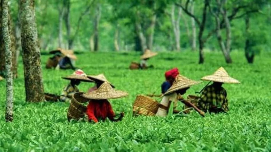 Hollonghabi Tea Estate in Assam becomes 1st to announce employee bonus ahead of Durga Puja Hollonghabi Tea Estate in Assam becomes 1st to announce employee bonus ahead of Durga Puja
